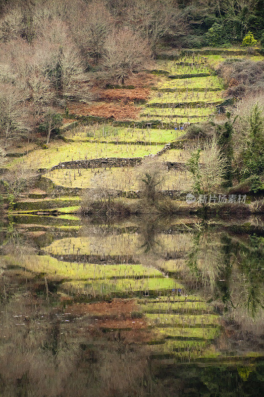 葡萄园在梯田反映，Ribeira Sacra，加利西亚，西班牙。